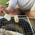 りこまこせいやのパパ's cooksnap of when they made 【メーカーが大事！】焼きマシュマロ.