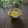まろんかふぇ's cooksnap of when they made とうもろこしのバタポン炒め.