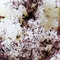 ★フラミンゴ★'s cooksnap of when they made レンジでゆかりふりかけ.