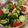 クック75WHL1☆'s cooksnap of when they made 夏にピッタリ！セロリと夏野菜サラダ.