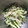 Ruriluru's cooksnap of when they made 沢庵ときゅうりの胡麻和え.