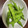 クックH86AFM☆'s cooksnap of when they made 減塩 枝豆の茹で方.