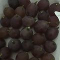 葉月優希's cooksnap of when they made ぶどうの保存方法.