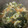 おみぴよ's cooksnap of when they made 海苔とネギのスープ.
