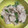 クックAL94XE☆'s cooksnap of when they made 豚しゃぶとピーマンのコクマヨ和え.