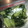 こつゆ514's cooksnap of when they made お通し◎ 丸ごときゅうり　たたききゅうり.