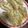 クックH86AFM☆'s cooksnap of when they made 焼き餃子.