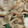 クックI1FJ57☆'s cooksnap of when they made 豚と大葉のコク旨味噌バター炒め.