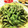 クックE662AA☆'s cooksnap of when they made レンジで簡単！旨味が凝縮おつまみ枝豆.