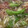 toshio39's cooksnap of when they made 夏野菜の揚げ浸し.