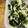 カズ形33's cooksnap of when they made ☆作り置きに♪大根・わかめのピリ辛炒め☆.