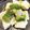なち☆★'s cooksnap of when they made おつまみに！豆腐とアボカドのごま油和え.