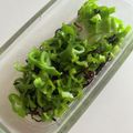 ゆかりりりー's cooksnap of when they made ぱりぱりピーマンと塩昆布の無限ナムル.