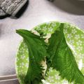 ダイエッターひさ子's cooksnap of when they made ダイエット！サラダチキンの梅大葉巻き.