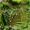 MKKTOK's cooksnap of when they made 常備菜♡青しその醤油漬け.
