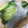 まるめに's cooksnap of when they made きゅうりの顆粒こんぶだし浅漬け.