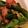 yukksmi's cooksnap of when they made ぱぱっと！オクラベーコンのバター醤油炒め.