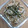 ささささ＆＊'s cooksnap of when they made もやしの梅和え.