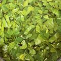 Ｎよんよん's cooksnap of when they made ファラオが飲んだ☆モロヘイヤスープ.
