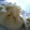 hinatapug's cooksnap of when they made 中華まんの皮　作りやすい分量で.