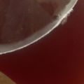 MULA's cooksnap of when they made *赤ワインで梅色ｖ 赤梅酒エール*.