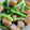 あんぶらっせ's cooksnap of when they made ＊焦がし蒟蒻＊.