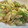 yomo1229's cooksnap of when they made 豚こまとキャベツのカレー炒め.