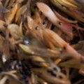ことりの裏庭's cooksnap of when they made 無限みょうが〜みょうがばっか〜.