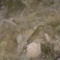 MULA's cooksnap of when they made 鍋底まで＊野菜だらけスープ.