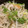 けい♫'s cooksnap of when they made もやしときゅうりとちくわの中華サラダ.
