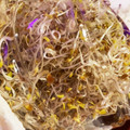 ふぁんころ's cooksnap of when they made アルファルファの育て方.