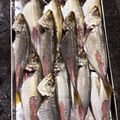 TeaChan214's cooksnap of when they made 私流・小あじ(豆あじ)の下処理・さばき方.