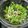 ﾏﾅｽﾞｷｯﾁﾝ's cooksnap of when they made 【調味料1つだけ】水菜とツナのサラダ.