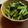 そろそろねんね's cooksnap of when they made 小松菜の野沢菜漬け風【作り置き】.