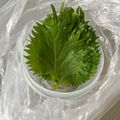 まこさんど's cooksnap of when they made 取り出し簡単！大葉の保存.