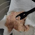 大魔女's cooksnap of when they made 早ワザ！ツナ缶の油切り.
