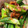 sacching's cooksnap of when they made おくらの梅おかか和え.