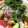 COCO&Mo-'s cooksnap of when they made トマトとしらすのさっぱりサラダ.