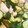 aosou's cooksnap of when they made 簡単☆きゅうりとオクラと長芋のサラダ.