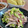 Superlittleboo's cooksnap of when they made きゅうりと新玉ねぎの棒棒鶏.