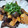 TeaChan214's cooksnap of when they made とろとろなすとチキンの梅肉甘酢漬け.