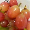 ヒヨコマメ☆'s cooksnap of when they made ぶどうの保存方法.