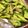 クックP5NNN7☆'s cooksnap of when they made これこれ！簡単！焼肉屋のキュウリの漬物.