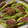 yuminan47k's cooksnap of when they made ししとうの肉づめ✴ししとうの消費に！.