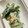 さっつぁん0072's cooksnap of when they made 冷凍いんげんのツナマヨ和え.