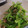 MegJpn's cooksnap of when they made ピーマンとツナの白だし炒め.