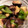 Miffy_mama's cooksnap of when they made 椎茸とピーマンのバター醤油炒め.