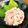 ※ぴーまん's cooksnap of when they made 牛丼屋さんのまぐろたたき(ネギトロ)丼.