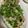0720まま's cooksnap of when they made ねぎ豚しゃぶサラダ.