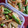 kohada2251's cooksnap of when they made いんげんとじゃが芋のオイスターソース炒め.
